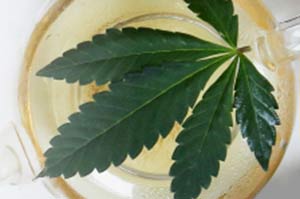 Photo of a Cannabis leaf